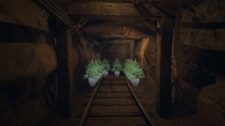 Growing hemps on WTLS!