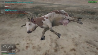 Dead cows